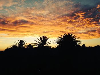 Silhouette of palm trees at sunset