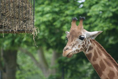 Close-up of giraffe