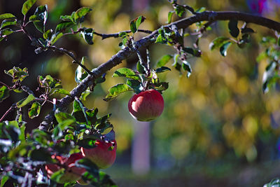 Close-up of berries growing on tree