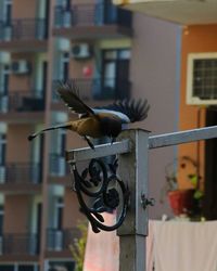 View of birds on brick wall