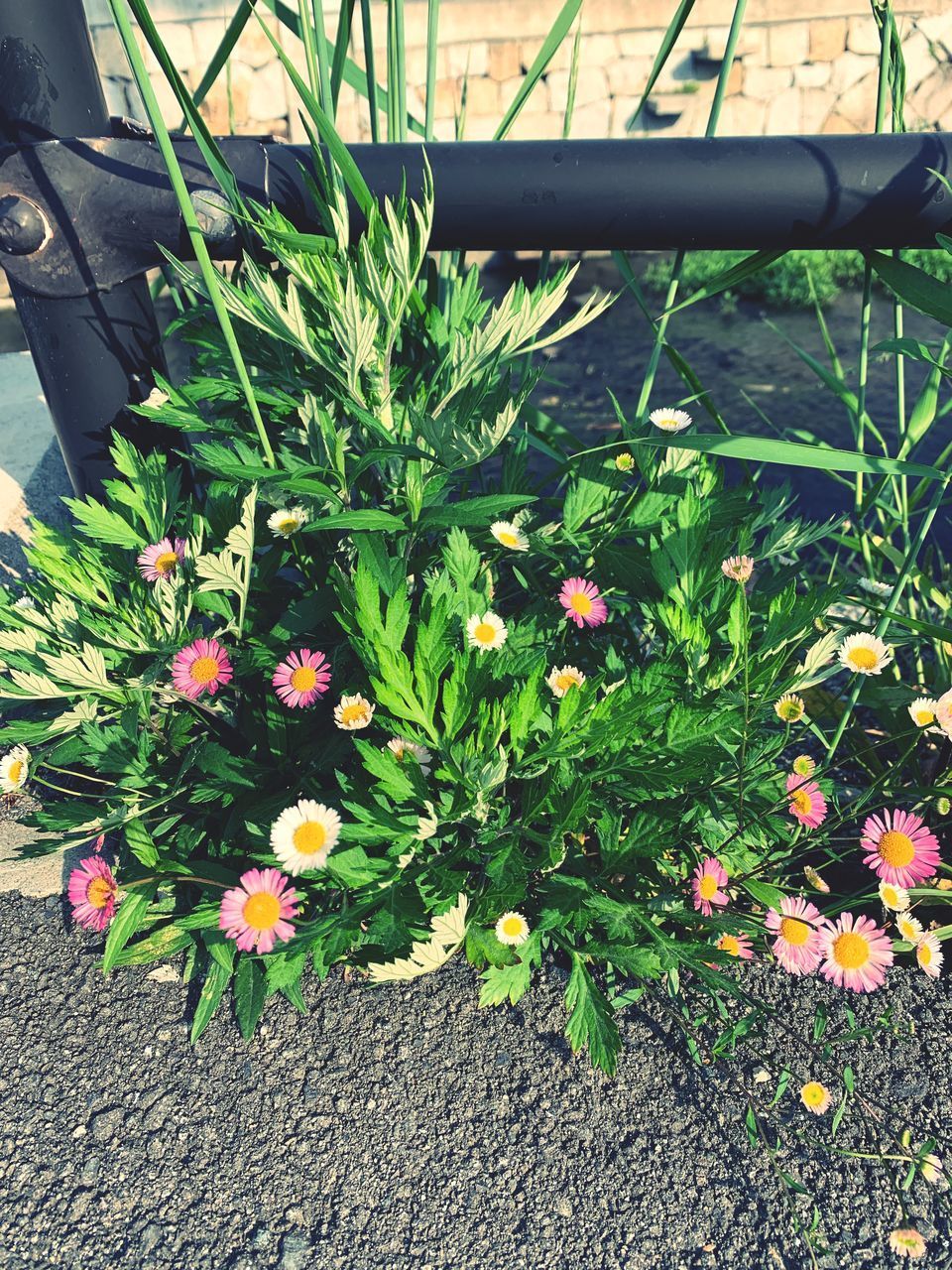 HIGH ANGLE VIEW OF FLOWERING PLANT