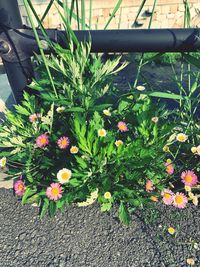 High angle view of flowering plant in yard