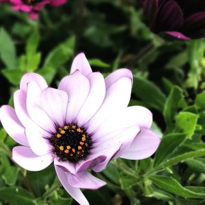 Close-up of pink flower blooming outdoors