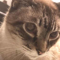 Close-up portrait of a cat