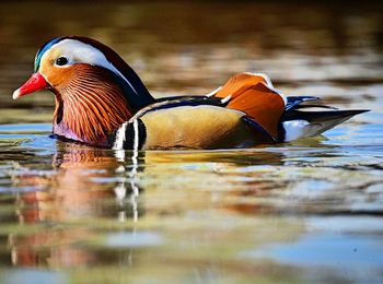 Duck swimming in lake