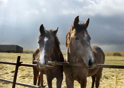 Horses in pen