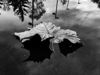 Close-up of water drops on leaf