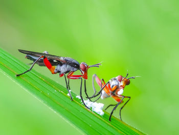 Close-up of insect on plant