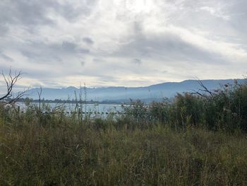 Plants growing on land against sky