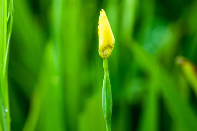 Close-up of yellow leaf