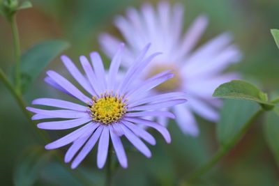 Close-up of purple flowering plant