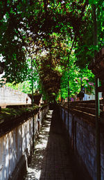 Footpath amidst trees in park