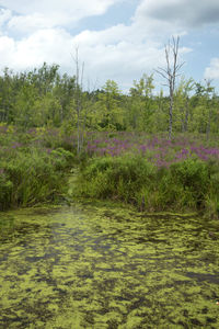 Plants growing on field