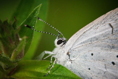 Close-up of butterfly on plant