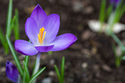 Close-up of purple crocus flower