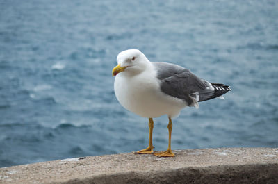 Close-up of seagull perching on rock by sea