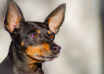 Close-up of a dog looking away