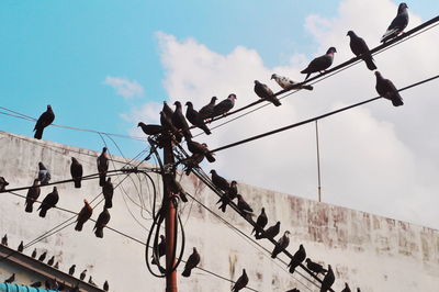 Low angle view of pigeons perching on cable