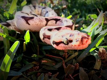 Close-up of mushrooms