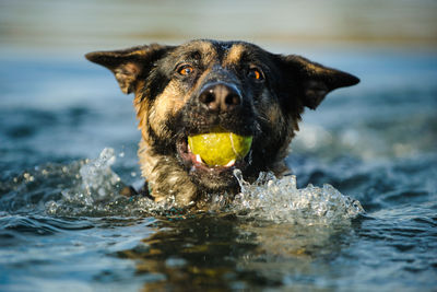 Portrait of dog playing in water