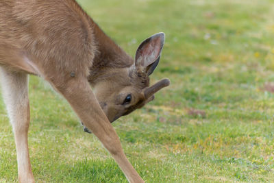 Goat on grassy field