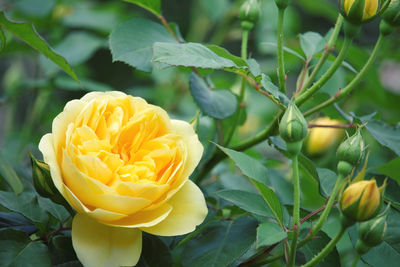 Close-up of yellow rose