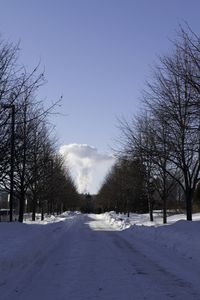 Bare trees on snow covered field