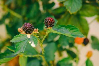 Close-up of strawberry growing on plant