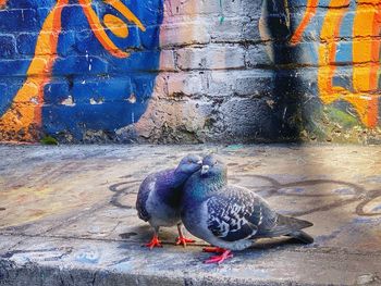 Pigeons on wall