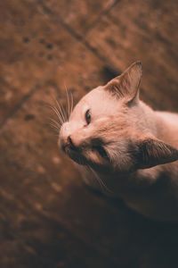 Close-up of a cat