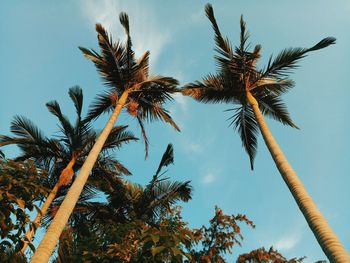 Low angle view of coconut palm tree against blue sky