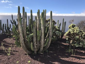 Cactus growing in desert against sky