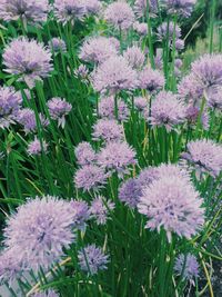 Close-up of purple flowers