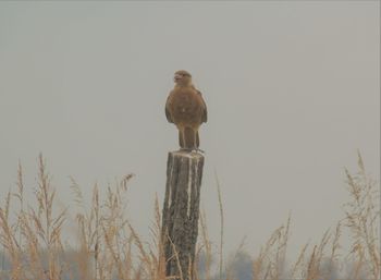 Low angle view of owl perching against clear sky