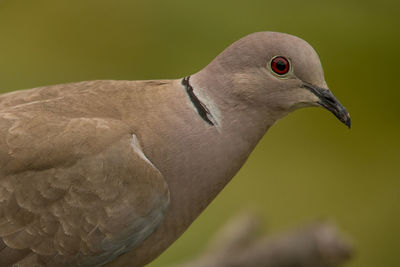 Close-up of pigeon perching