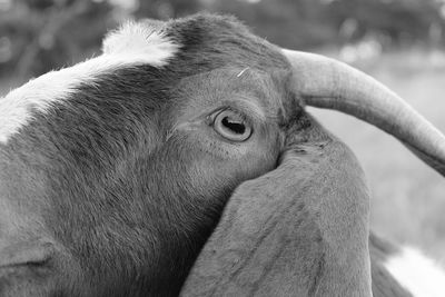 Close-up of a horse