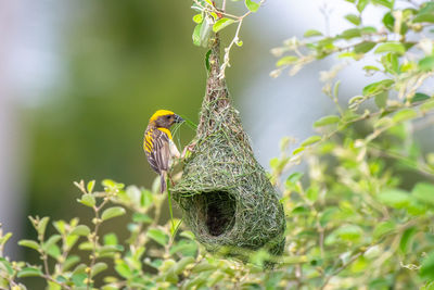 It is wonderful to watch the weaverbird or baya weaver weaving its love nest.