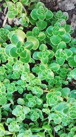 High angle view of succulent plants