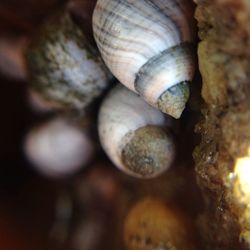 Close-up of snail shell