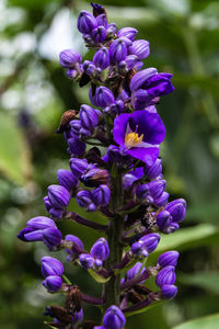 Close-up of fresh purple flowers