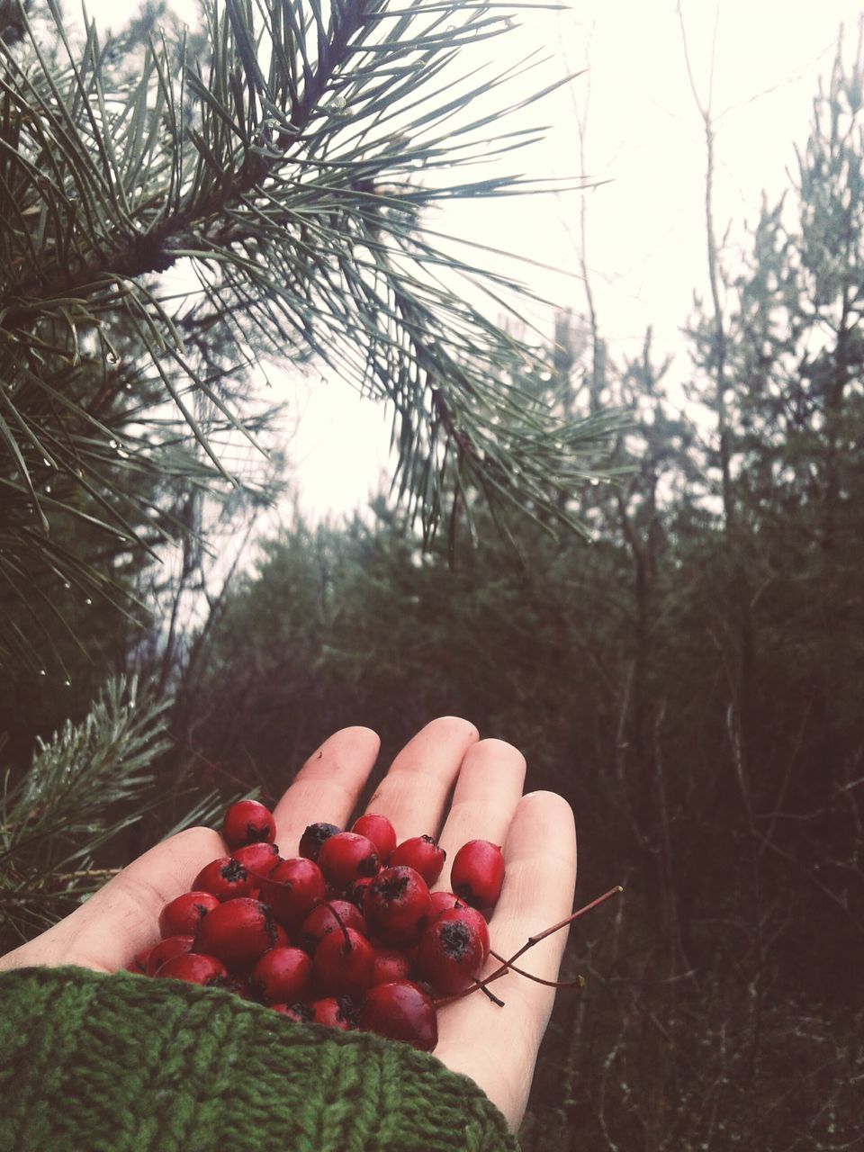 human hand, human body part, fruit, one person, food and drink, holding, real people, healthy eating, tree, food, human finger, red, focus on foreground, close-up, outdoors, freshness, day, women, lifestyles, nature, branch, sky, people