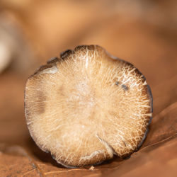 close-up