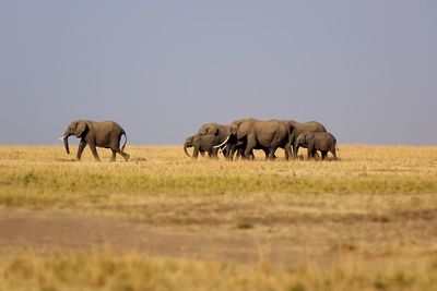 Horses on field against clear sky