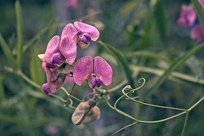 Close-up of pink flowering plant