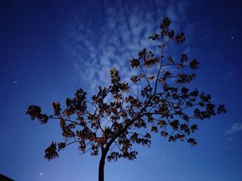 Low angle view of tree against sky at night