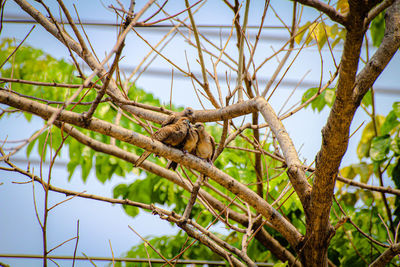 Low angle view of squirrel on tree