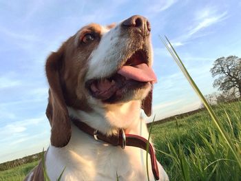 Close-up of dog on field against sky