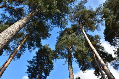 Low angle view of trees against sky