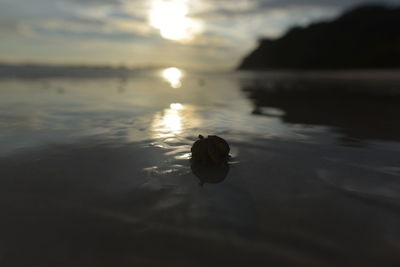 Close-up of tiny crab on wet sea shore