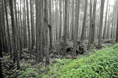 View of trees in forest